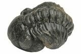 Wide Curled Austerops Trilobite - Morocco #224080-1
